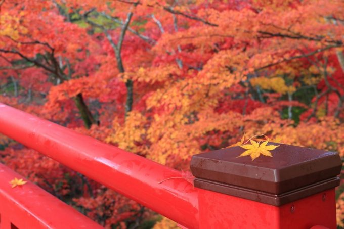 弥彦公園もみじ谷